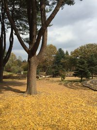 Trees growing in park