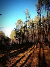 Trees in forest against sky