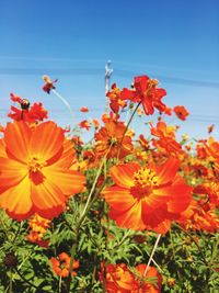 Close-up of orange flowers blooming against sky