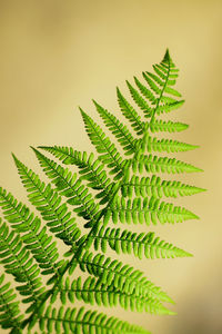 Close-up of fern leaves