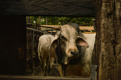Portrait of cow framed by wooden fence