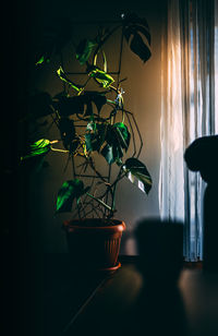 Potted plant on table at home