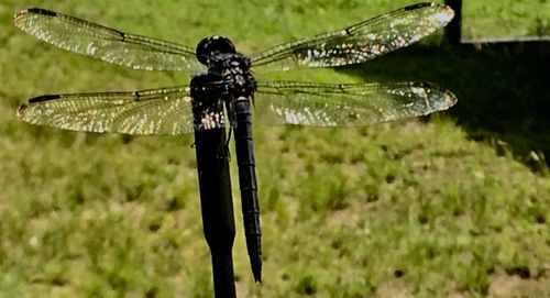 Close-up of dragonfly on plant