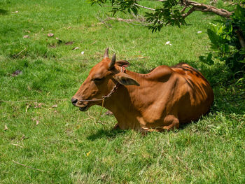 Horse in a field