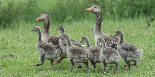 Flock of birds on field