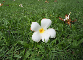 High angle view of white flowers blooming on field