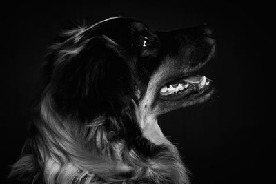 Close-up of dog looking away