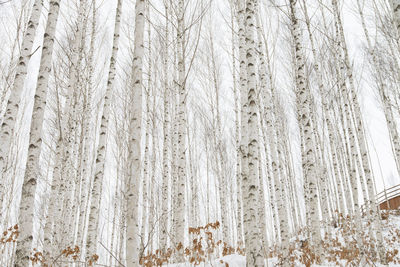 Close-up of snow