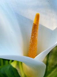 Close-up of flower against blurred background