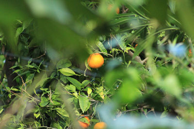 Close-up of orange fruits on tree