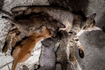 High angle view of kittens drinking milk from cat