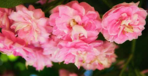 Close-up of pink flowers