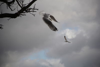 Low angle view of birds flying in sky