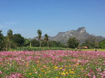 View of flowers growing in field