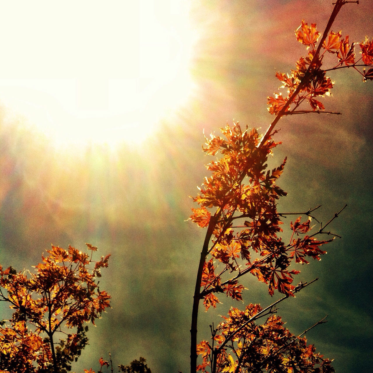 tree, sun, branch, low angle view, growth, sunlight, sunbeam, nature, beauty in nature, orange color, leaf, lens flare, autumn, tranquility, sky, sunset, change, outdoors, no people, season