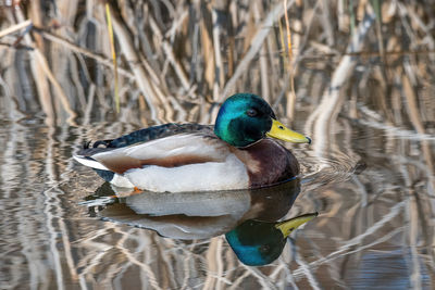 Duck swimming in a lake