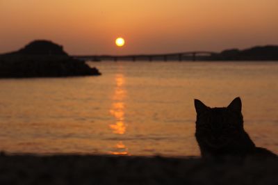 Silhouette cat on sea against orange sky