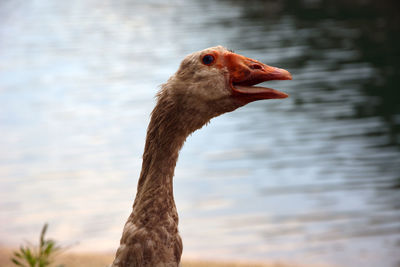 Close-up of duck, greylag goose