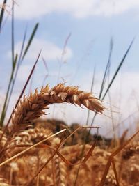 Close-up of stalks in field against the sky