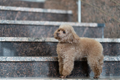 High angle view of dog sitting on staircase