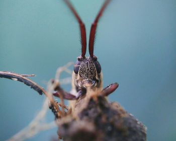 Close-up of spider