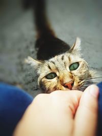 Cropped image of hand holding kitten