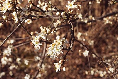 Close-up of apple blossoms in spring