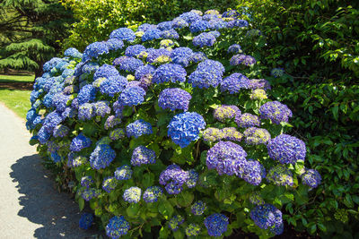 Close-up of purple hydrangea flowers in park