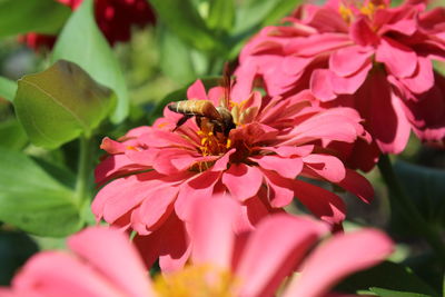 Close-up of insect on pink flower