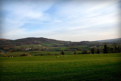 Sheep grazing on field against sky