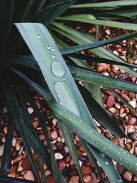 Close-up of wet plants