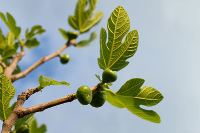 Low angle view of fresh green leaves against sky