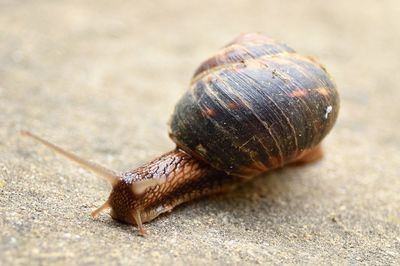 Close-up of snail