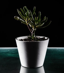 Close-up of potted plant against black background