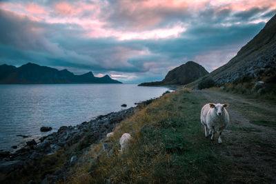 View of a sheep by the sea and mountains against cloudy sky during sunset, lofoten, norway