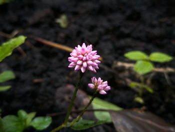 Close-up of pink flowers blooming outdoors