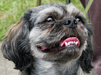 Close-up portrait of dog