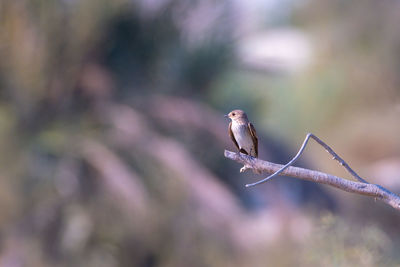 Close-up of bird perching on branch