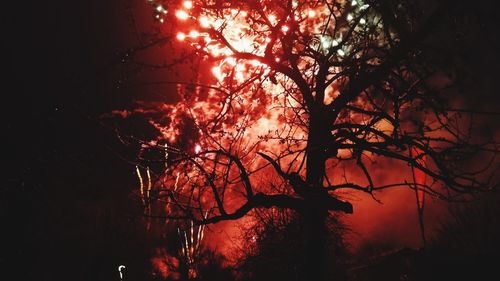 Low angle view of silhouette trees against sky at night