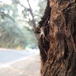Close-up of lizard on tree trunk