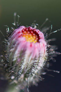 Close-up of pink flower