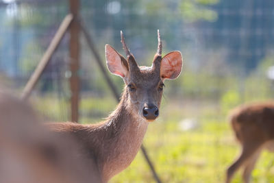 Portrait of deer