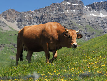 Cow standing on field against mountain