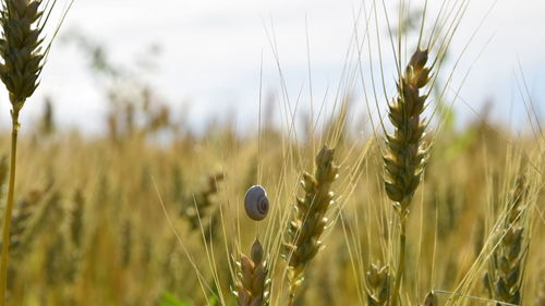 Snail on wheat plant against sky