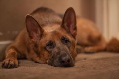 Close-up portrait of dog lying on floor