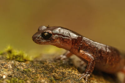 Closeup on a colorful adult female ensatina eschscholtzii salamander, sitting with head up on  moss