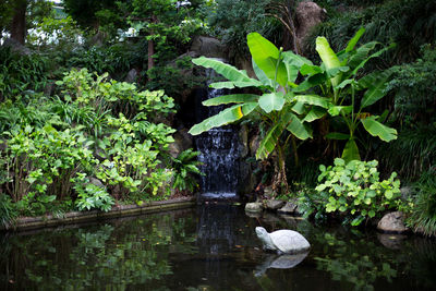 Plants and trees by lake in forest