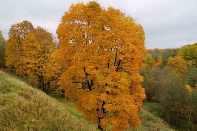 Yellow flowers on field by trees against sky