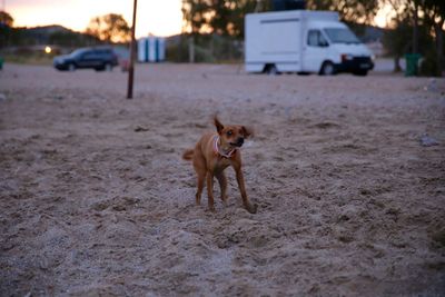 Dog on road