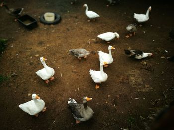 High angle view of swans